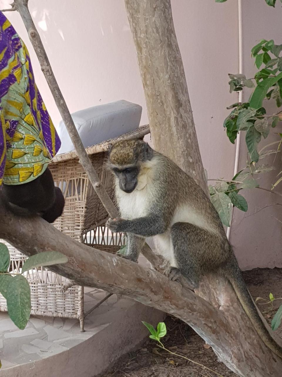 Mandinka Lodge Kololi Eksteriør bilde